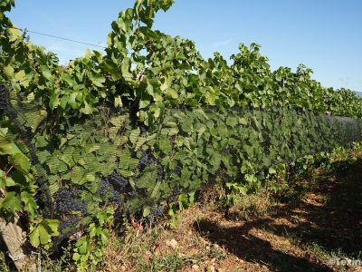 Texinov CovImpact proctection des vignes