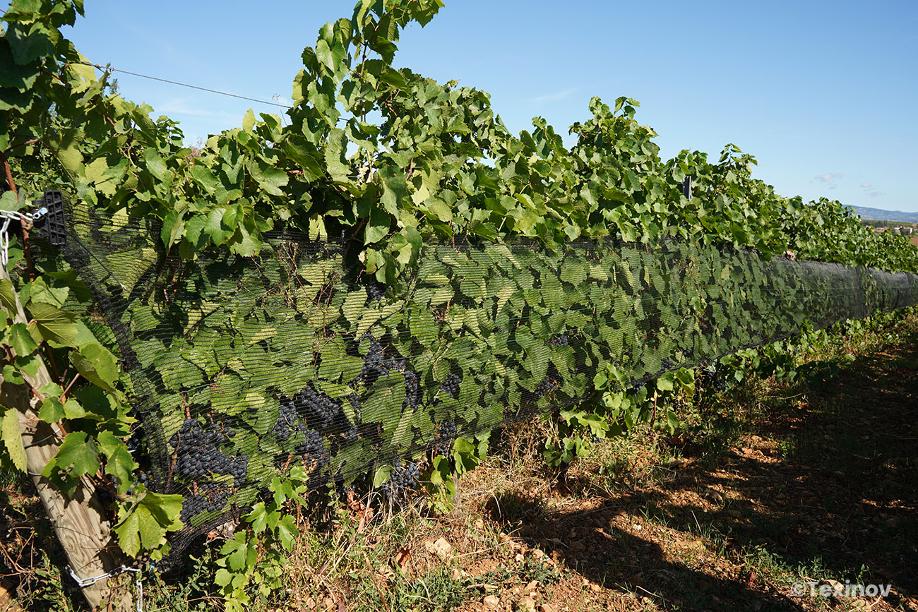 Texinov CovImpact proctection des vignes